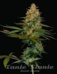 DNA GENETICS - Exodus Kush