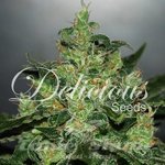 DELICOUS SEEDS - Critical Jack Herer Auto