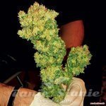 MEDICAL SEEDS - BCN Sour Diesel