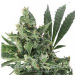 CBD Crew - Med Gom Auto