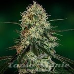BARNEY’S FARM - Chronic Thunder