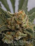 RIPPER SEEDS - Grapegum