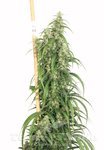DUTCH PASSION - Mekong High