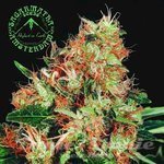 SAGARMATHA - Mangolian Indica