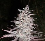 Bebook - Lemon Haze Outdoor