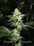 THE CALI CONNECION - Louis XIII OG