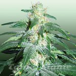 ROYAL DUTCH GENETICS - Love Cheese
