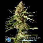 PHILOSOPHER SEEDS - Amnesika 2.0