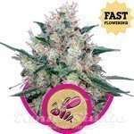ROYAL QUEEN SEEDS - Honey Cream Fast Version