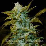 GENETHIK - Super Silver Bilbo