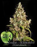EVA SEEDS - Monster