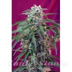 SWEET SEEDS - Green Poison Auto
