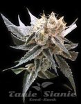 RESERVA PRIVADA - Sour Tangie
