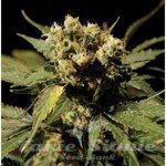 THE BULLDOG SEEDS - White Widow