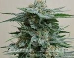 KALASHNIKOV SEEDS - AK Kush