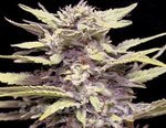 G13 LABS - Blue Cindy