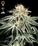 GREEN HOUSE SEEDS - White Widow Auto