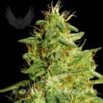 SENSI GENETICS - Critical Plant Auto