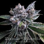 DNA GENETICS - El Fuego Auto