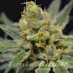 710 GENETICS - Super Shark