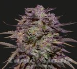 KALASHNIKOV SEEDS - PURPLE RUSSIAN EXPRESS