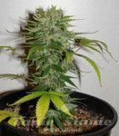 KC BRAINS - Cristal Limit