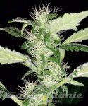 MEPHISTO GENETICS - Heisenberg Special