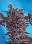 SWEET SEEDS - Black Cream Auto