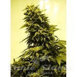 Biological Seeds - AUTO AK 47
