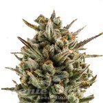 ! Amnesia Haze Auto