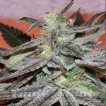 CANNABIOGEN - Panama D.C.