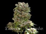 VIP SEEDS - White Spanish