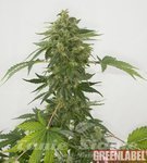 GREEN LABEL - Auto Silver Haze