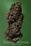 SOMA SEEDS - Amnesia Haze