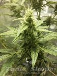 Vision Seeds - Ak-49