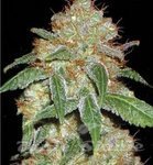 ! Black Domina