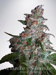 Ministry Of Cannabis - Auto Northern Lights