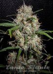 ! Durban Poison Auto