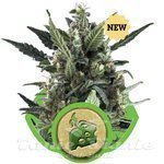 ROYAL QUEEN SEEDS - Blue Cheese Auto