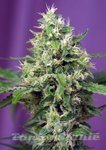 SWEET SEEDS - Blow Mind Auto