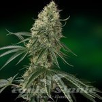 BARNEY’S FARM - Sin Tra Bajo