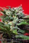 SWEET SEEDS - Ganesh Spirit
