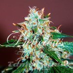 DELICIOUS SEEDS - Critical Neville Haze Auto