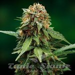 BARNEY’S FARM - Tangerine Dream