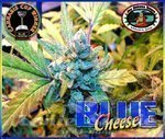 BIG BUDDHA SEEDS - Blue Cheese