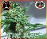 BIG BUDDHA SEEDS - The Kali