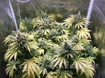 ! Northern Light Auto