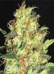 CBD Seeds - Zen
