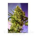 SWEET SEEDS - Big Devil #2 Autoflowering