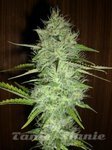 ! Chronic Auto
